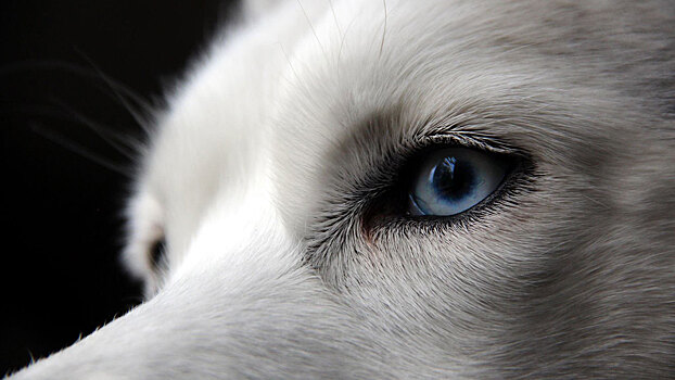 Ученые выяснили, почему у хаски голубые глаза