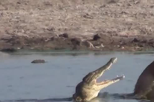 Радостная антилопа выбралась из пасти крокодила и стала жертвой голодных собак