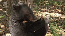 Охота на медведя в Томской области начнется 21 марта