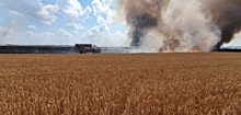 Под Белгородом сгорело 50 гектаров пшеницы