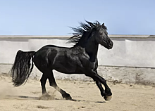 Самые дорогие породы лошадей в мире: кто они