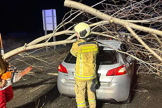 Бобр устроил ДТП в Австрии, повалив дерево на дорогу