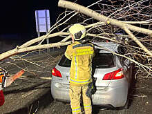 Бобр устроил ДТП в Австрии, повалив дерево на дорогу