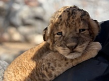 В астраханском зоопарке родился львенок, которого отправят в Беларусь