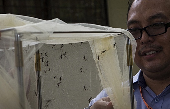 В Амурской области зафиксированы  случаи лихорадки денге