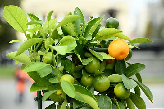 Выставка оренбургских художников открылась в усадьбе Измайлово