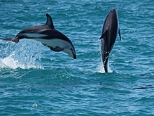 У дельфинов нашли неожиданный секрет молодости