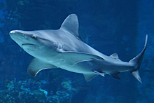 Биологи нашли самую большую светящуюся акулу