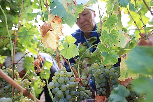 Предприятия и фермеры Дона представили продукцию на II Российском винодельческом форуме