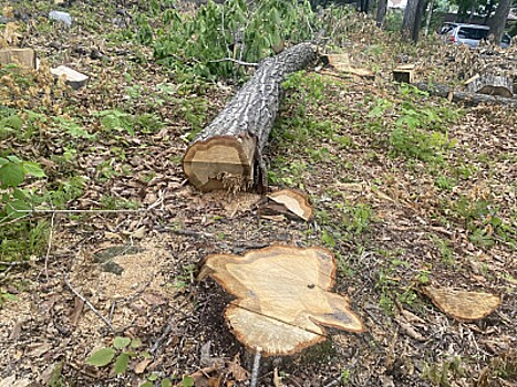 Во Владивостоке выявили незаконные рубки деревьев