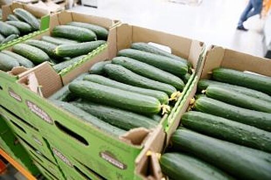 С начала года в Краснодарском крае собрали около 170 тысяч тонн овощей