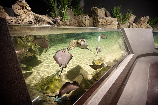 Аквариум TurkuaZoo, Стамбул, Турция