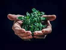 Ученые рассказали, почему исчезают животные и растения