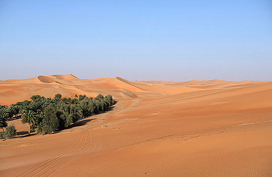 Миллиарды деревьев в пустыне: Саудовская Аравия объявила о масштабной программе озеленения