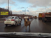 На МКАД выпала овца
