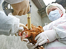 Будет ли пандемия птичьего гриппа H7N9?