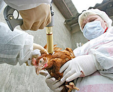 Будет ли пандемия птичьего гриппа H7N9?