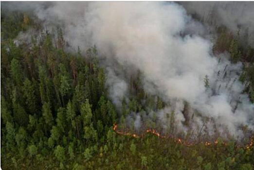 Новосибирской области в майские каникулы грозят лесные пожары