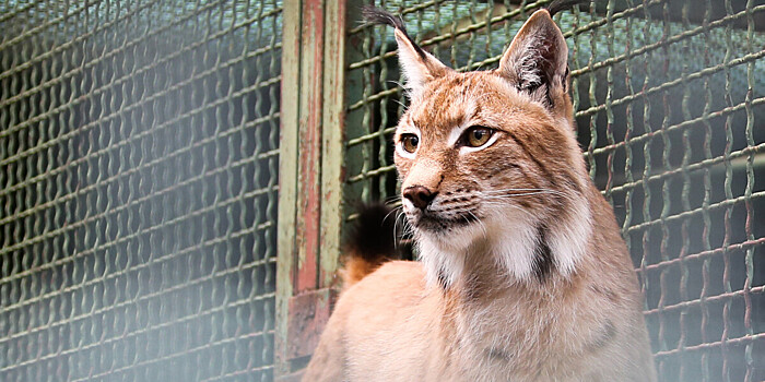 Домашний зоопарк с дикими зверями закрыли в Московской области