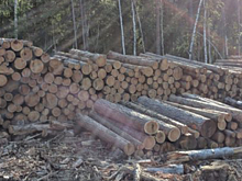 Прокуратура опровергла данные иркутских властей о сокращении незаконных рубок леса