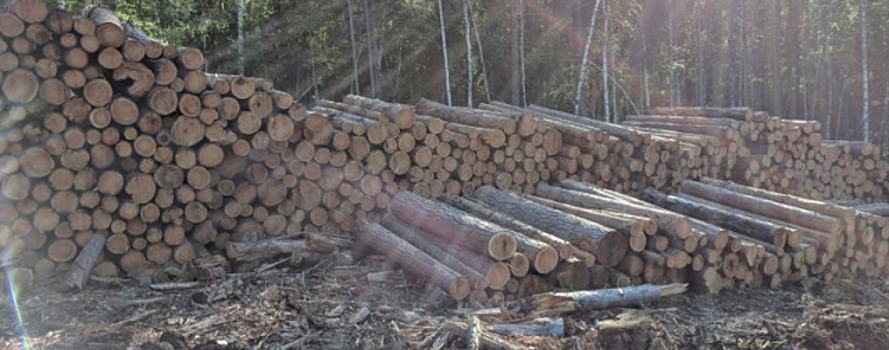 Прокуратура опровергла данные иркутских властей о сокращении незаконных рубок леса