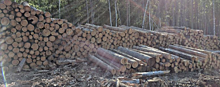 Прокуратура опровергла данные иркутских властей о сокращении незаконных рубок леса