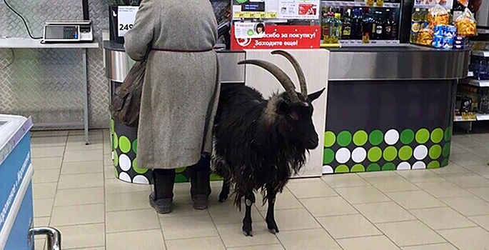 В подмосковной «Пятерочке» появился козел
