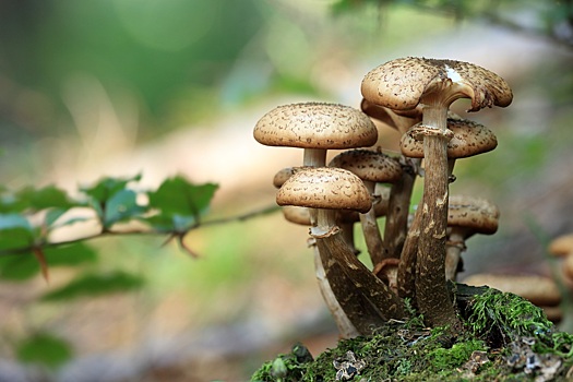 Эксперт предупредил об аллергии на споры плесневых грибов ранней весной