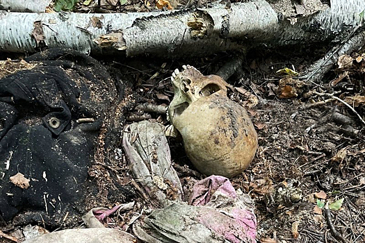 Сборщица грибов нашла человеческий скелет в подмосковном лесу