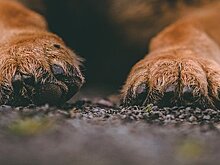 Похищенная собака вернулась к хозяйке через 12 лет