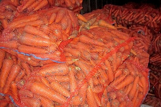 Московская фирма хотела продать 20 т нехорошей моркови