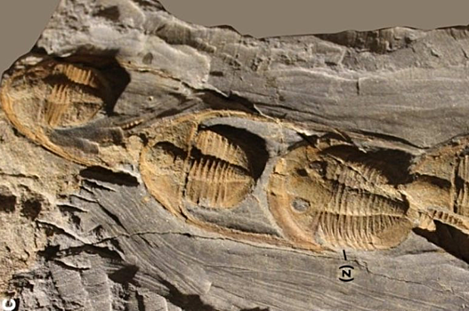 Палеонтологи объяснили странную смерть трилобитов