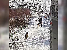 Жители Райчихинска жалуются на большие стаи бездомных собак