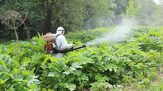 Врач поделилась способами уберечься от ожога борщевиком весной