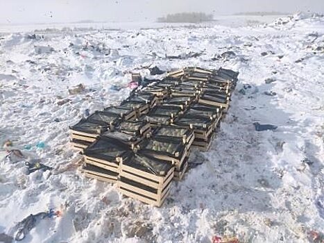 В Красноярске уничтожили больше тонны бельгийских груш