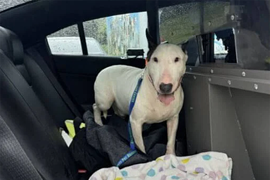 NYP: в США губернатор пригрозил мужчине, привязавшему пса во время "Милтона"