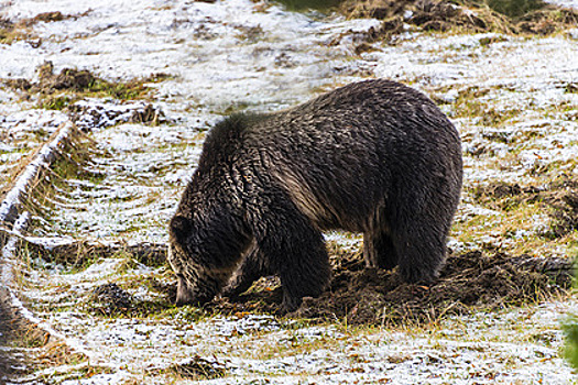 Пожилой медведь гризли покалечил туриста в США