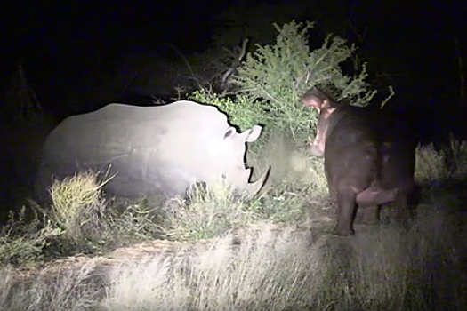 Назойливый бегемот утомил флегматичного носорога