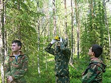 В Кировской области ввели выплаты для молодых лесников