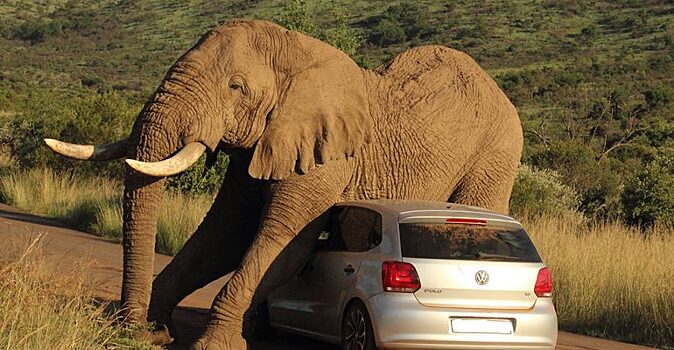 В Таиланде дикий слон прилег на проезжающий автомобиль