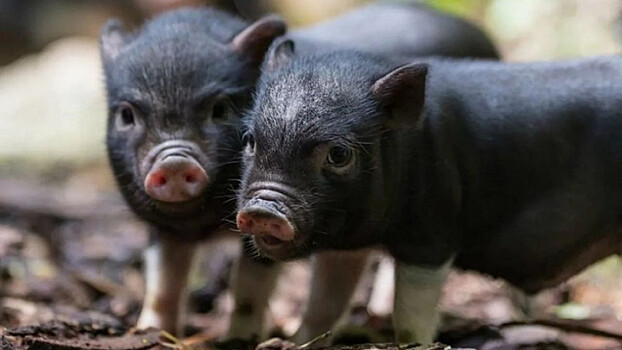 Ученые научили свиней играть в видеоигры с использованием джойстика