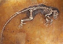 Отпечаток ископаемого лемура Иды возрастом 47 млн лет покажут в Дарвиновском музее с 16 декабря