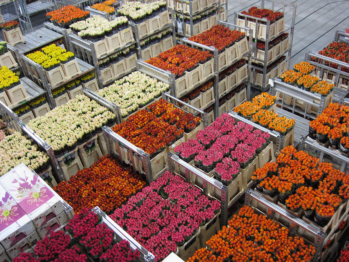 Цветочный аукцион FloraHolland, Амстердам, Нидерланды, Европа