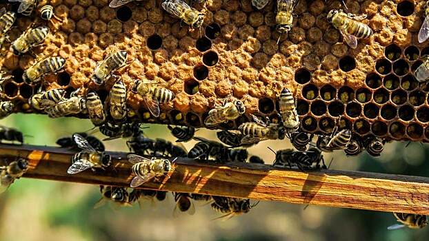 В Вологде обсудят правоприменение и развитие законодательного регулирования пчеловодства