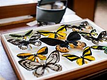 В Самаре создадут мультимедийную выставку из 75 тыс. бабочек