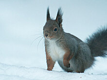 Белка подрезала сноубордистку на Олимпиаде
