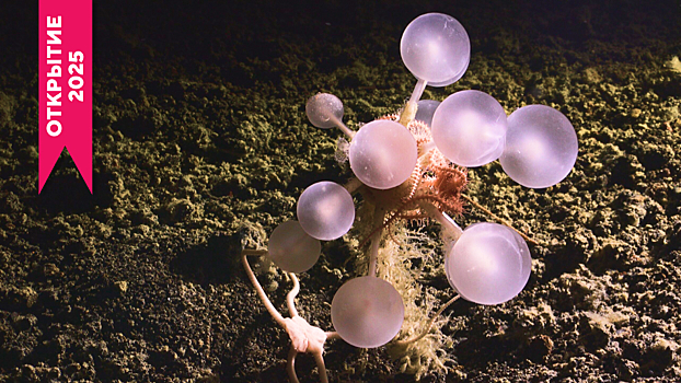 В Южном океане найдено 30 новых видов живых существ