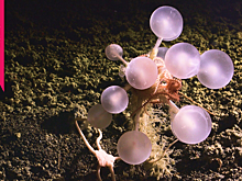 В Южном океане найдено 30 новых видов живых существ