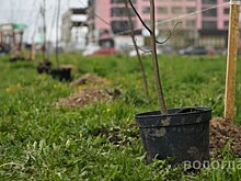 Порядка 900 саженцев высадили в Вологде в этом году