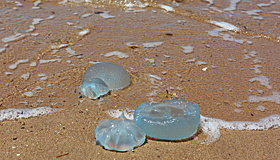 Туристы испугались нашествия медуз на курорте в Турции